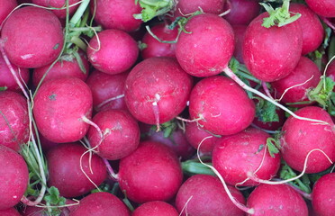 Beautiful red radish placed together to form a bunch