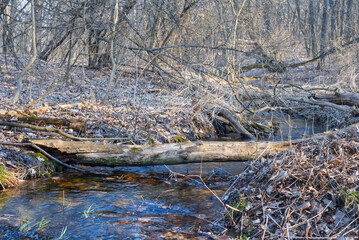 small brook flow through the forest, spring outdoor background