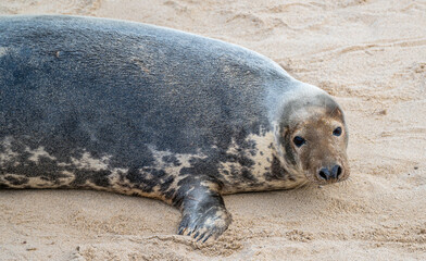 Grey Seal female on the beach at Horsey Gap, Norfolk, England