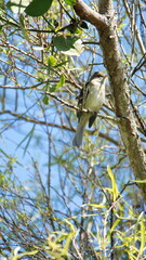 White-crested elaenia (Elaenia albiceps) perched in a tree in Cotacachi, Ecuador
