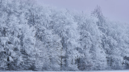 Frostiger Winterwald, Härtsfeld, Baden-Württemberg, Deutschland