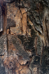 Close-up of tree bark texture.