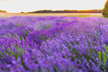 Fototapeta na wymiar beautiful lavender herbs plantation agriculture