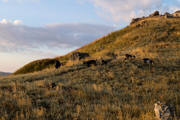 Obraz premium Goats on the hill