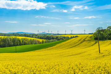 Rape field landscape