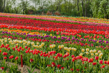 Fototapeta premium tulips field agriculture holland