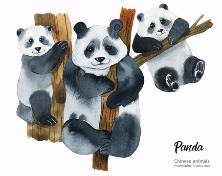 Watercolor panda.  Watercolor cute animal. Hand painting postcard isolated white background. Watercolor hand drawn illustration.