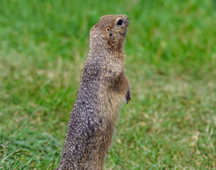 Naklejka na ściany i meble Gopher is standing vertical on its hind legs and looking around on a grassy lawn.