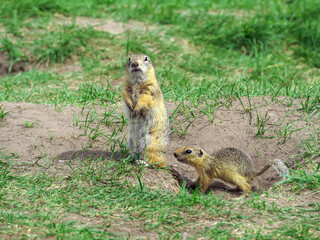 Gopher female is standing vertical on its hind legs and looking at the camera near her cub on a grassy lawn.