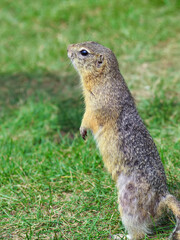Naklejka na ściany i meble Gopher is standing vertical on its hind legs and looking around on a grassy lawn.