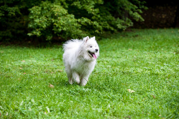 Happy Samoyed Dog on the grass. Open Mouth.