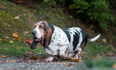 Basset Hound Dog Walks on the Autumn Leaves. Portrait.