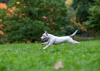 Happy Jack Russell Terrier Dog Running on the Grass