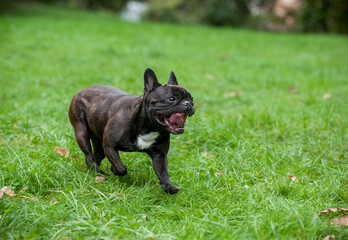 French Bulldog Running on the grass. Open Mouth Tongue Out