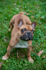 Fototapeta premium French Bulldog Sitting on the grass. Portrait