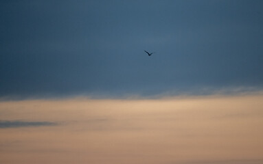 birds in the sky