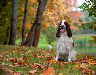 English Springer Spaniel Dog Sitting on the grass. Autumn Background. Portrait. - obrazy, fototapety, plakaty