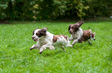 Two English Springer Spaniels Dogs Running and Playing on the grass. Playing with Tennis Ball.