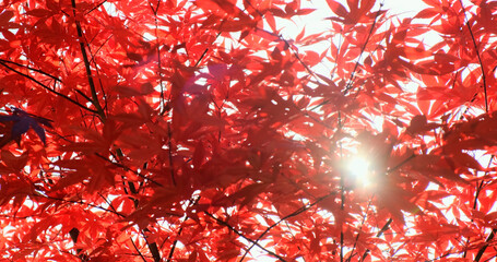 Close-up, red maple leaves autumn background. Sun ray break through colorful red japan tree foliage in fall sunny day. Beautiful natural maple leaves texture. Forest season change in morning sunlight