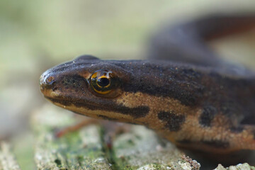 Closeup on a terrestrial common European smooth newt, Lissotriton vulgaris, sitting in the garden