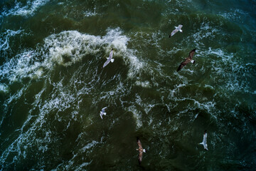 Seagulls surf