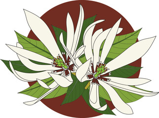 Illustration of Champaka blooming flower with leaves on brown circle background.