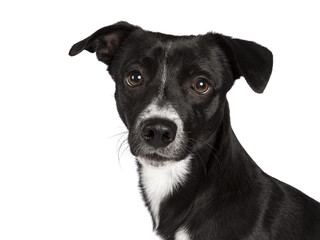 Head shot of sweet black and white shorthaired stray dog. Looking towards camera with brown eyes. Isolated cutout on transparent background.
