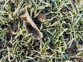 Close-up of white frost on grass and leaves in the morning. Deep natural colours are marked with white frost after a cold night. Plenty of copy space and can be used as a wallpaper.
