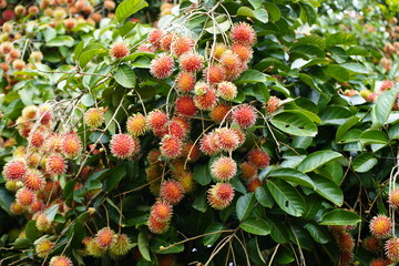 The rambutan taxonomic name: (Nephelium lappaceum) is a medium-sized tropical tree in the family...