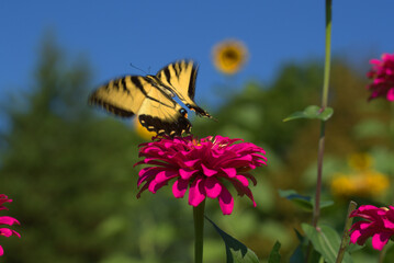 Beautiful monarch butterfly flying around the zinnia flower