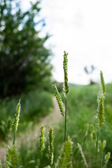 close up of a plant. The Serene Path: Winding Trails Through Verdant Grass