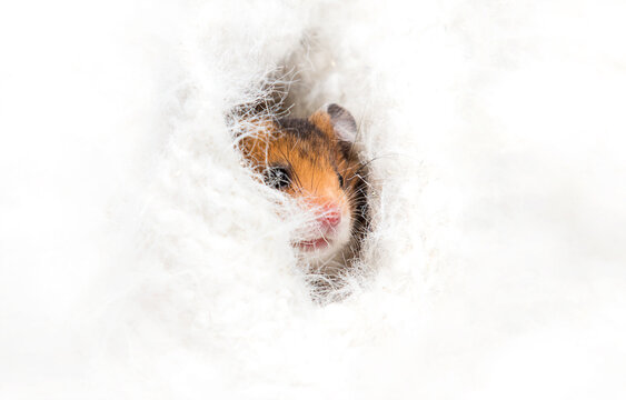 hamster peeking out