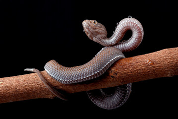 Mangrove pit viper covered with dew 