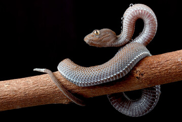Mangrove pit viper covered with dew 