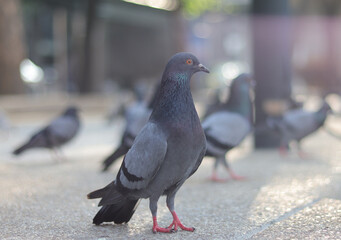 Portrait of Pigeon in the park with its friends.