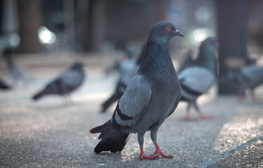 Portrait of Pigeon in the park with its friends.
