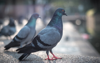 Portrait of Pigeon in the park with its friends.