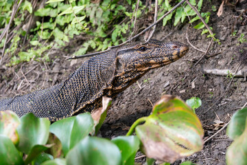 Monitor lizard