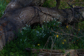 springtime with flowers and driftwood