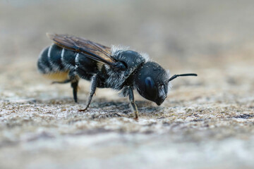 Closeup on a female small mason bee, Osmia ligurica , from the Gard, France