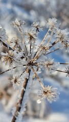 ice covered flower