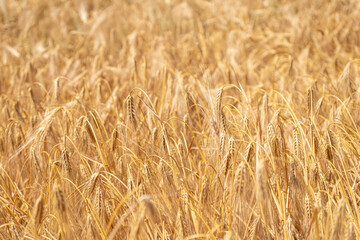 Raw bacon on wooden cutting board on brown background.