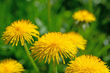 Blühender Löwenzahn, Taraxacum, im Frühling