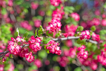 Blühende Blut-Johannisbeere, Ribes sanguineum, im Frühling