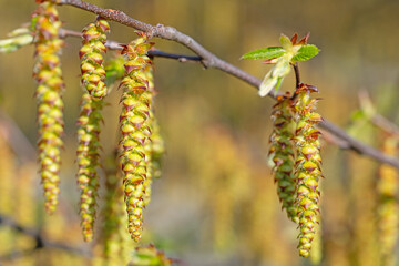 Männliche Blüten der Hainbuche