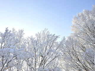 Bäume mit Schnee unter blauem Himmel, Winterlandschaft in Norddeutschland - 563086665