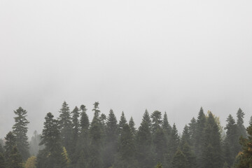 autumn forest and fog in the mountains. vertical photo. Photo wallpaper with mountain view, space for text