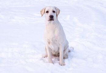 Dog white labrador on a background of white snow