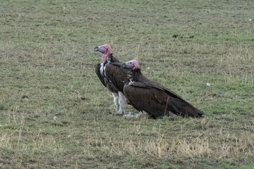 Lappet Faced Vultures in Tanzania