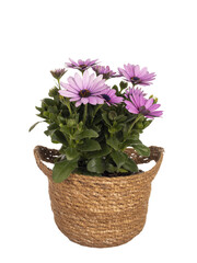 Side view of pink Spanish Daisy in brown natural pot, isolated cutout on transparent background